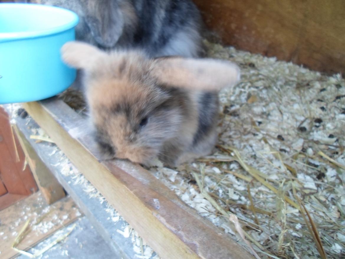 Kanin Mirabella billede 12