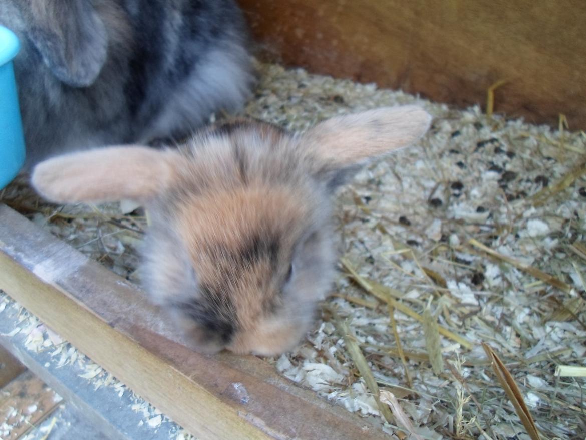 Kanin Mirabella billede 13