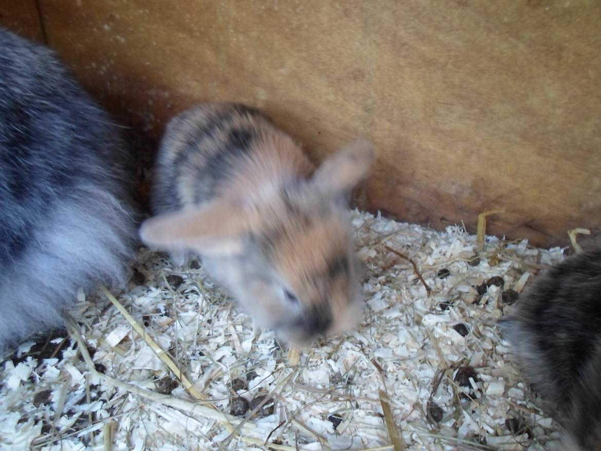 Kanin Mirabella billede 14