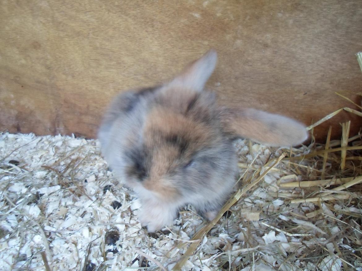 Kanin Mirabella billede 15