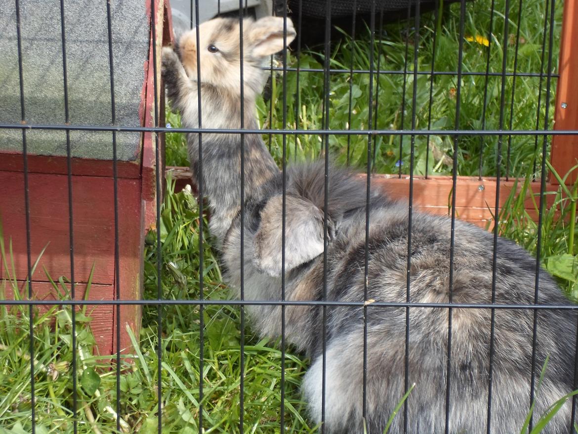 Kanin Mirabella billede 17