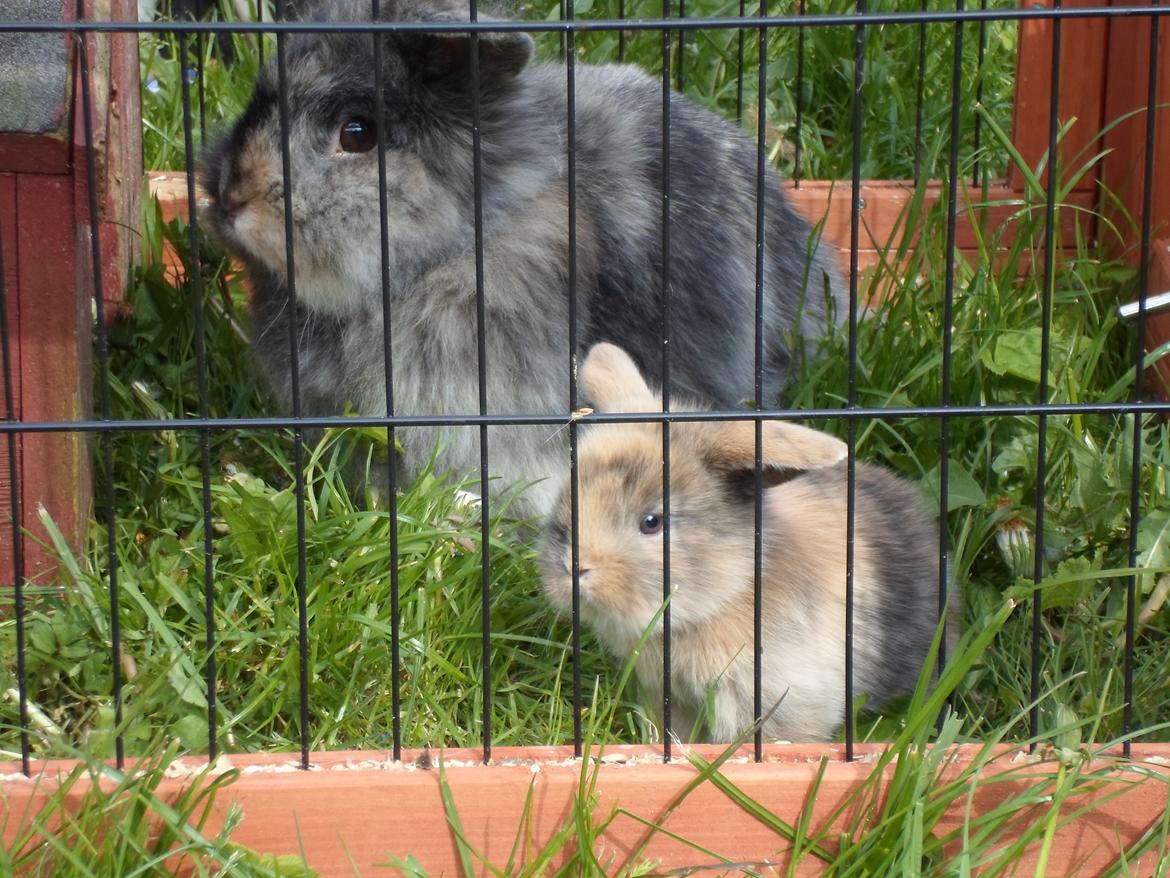 Kanin Mirabella billede 18