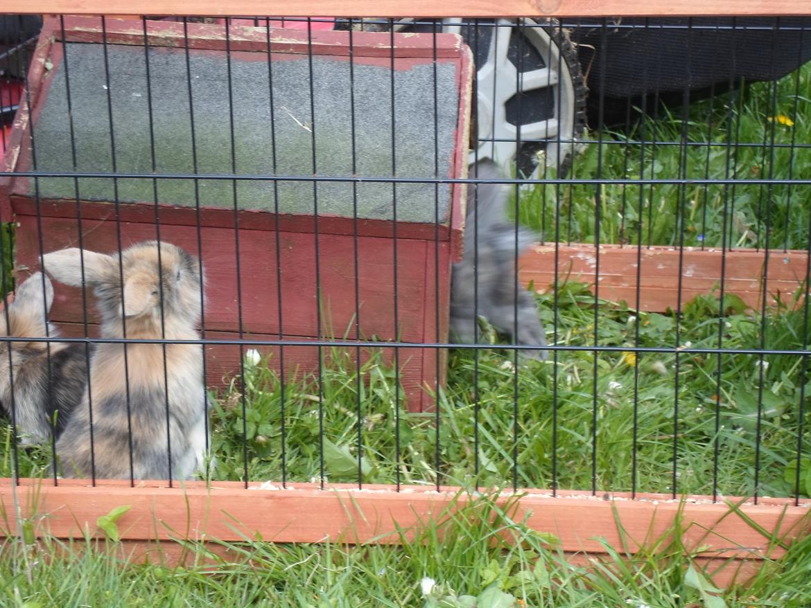 Kanin Mirabella billede 16