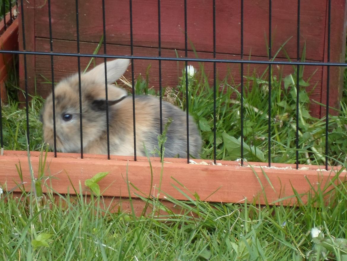 Kanin Mirabella billede 19