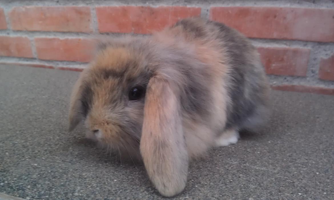 Kanin Mirabella billede 20