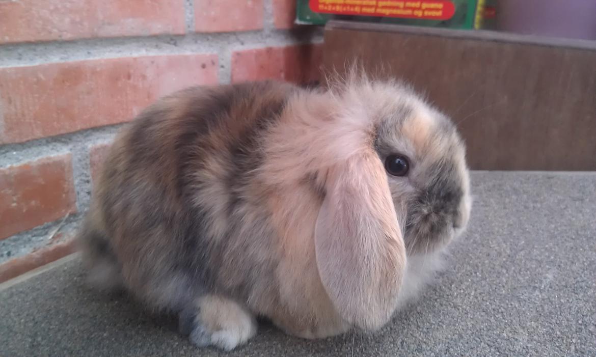 Kanin Mirabella billede 1