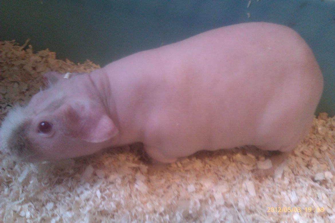 Marsvin Maonæse billede 1