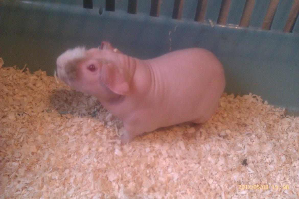 Marsvin Maonæse billede 2