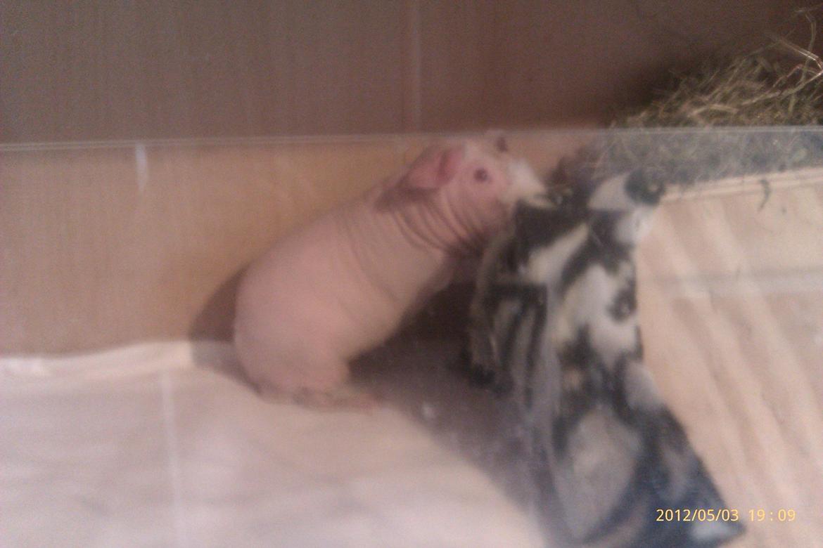 Marsvin Maonæse billede 3