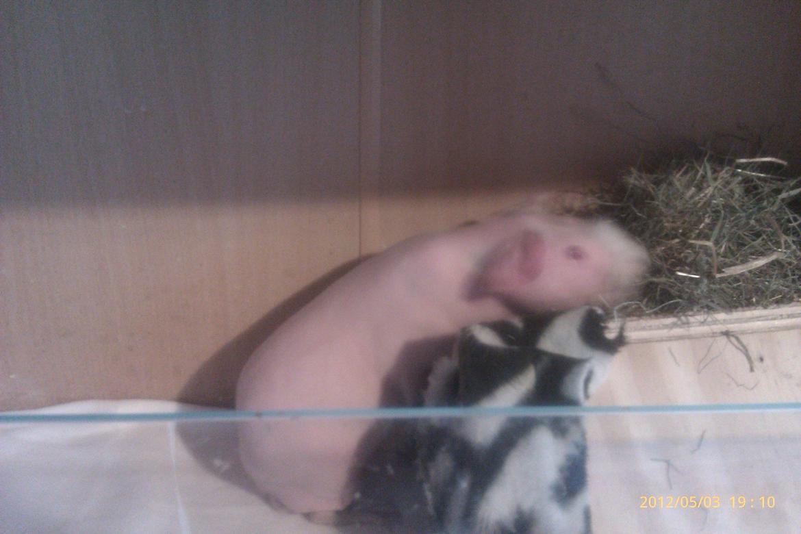 Marsvin Maonæse billede 4