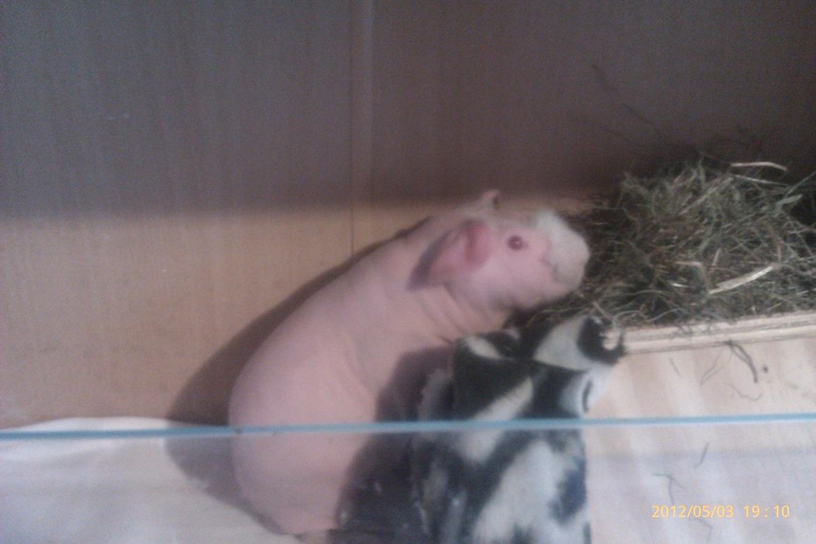 Marsvin Maonæse billede 5