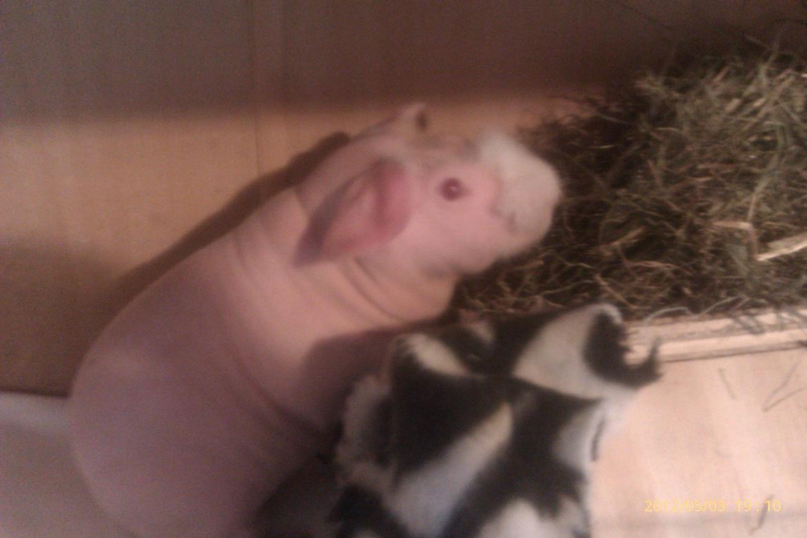 Marsvin Maonæse billede 6