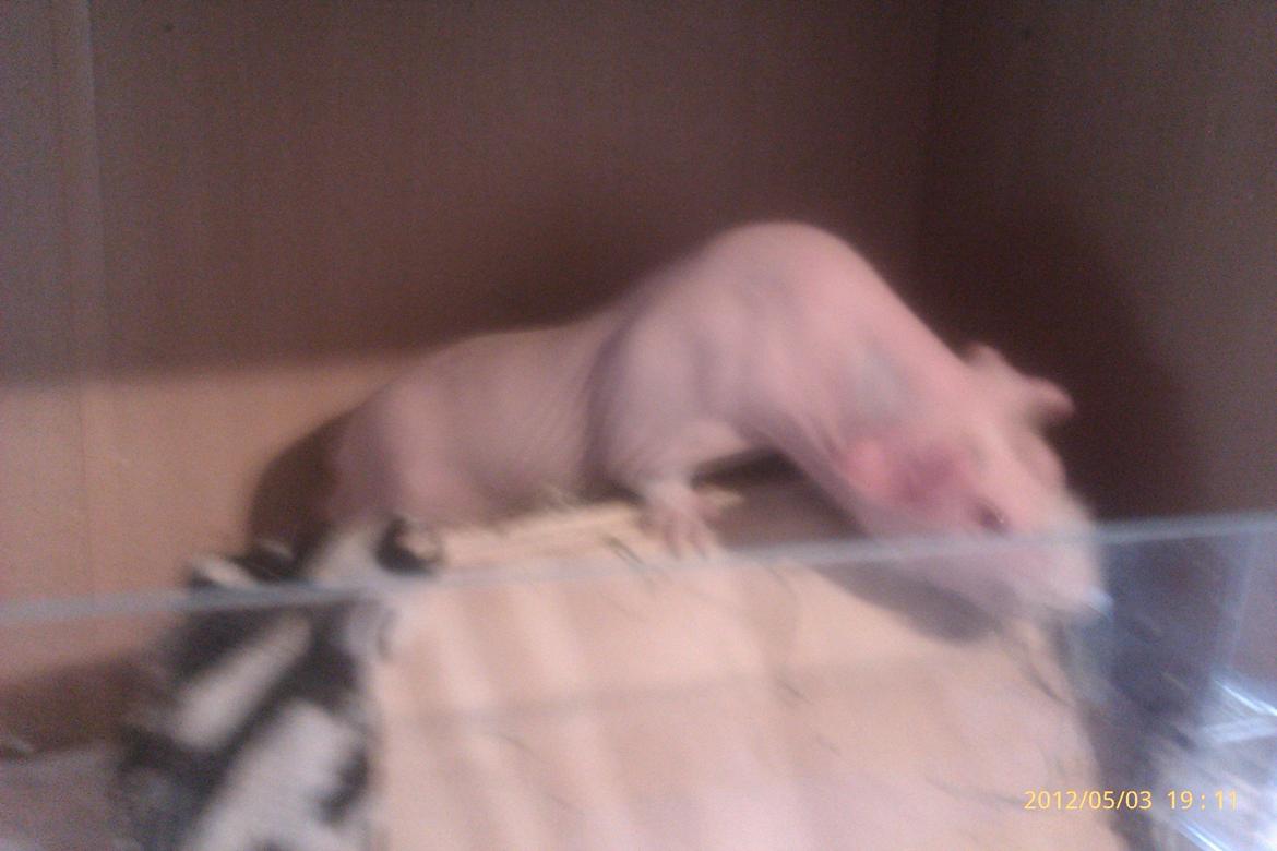 Marsvin Maonæse billede 7