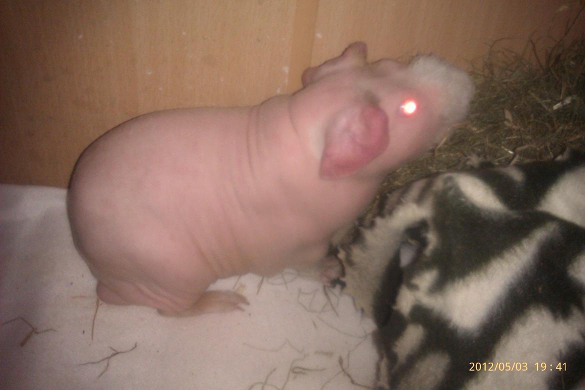 Marsvin Maonæse billede 8