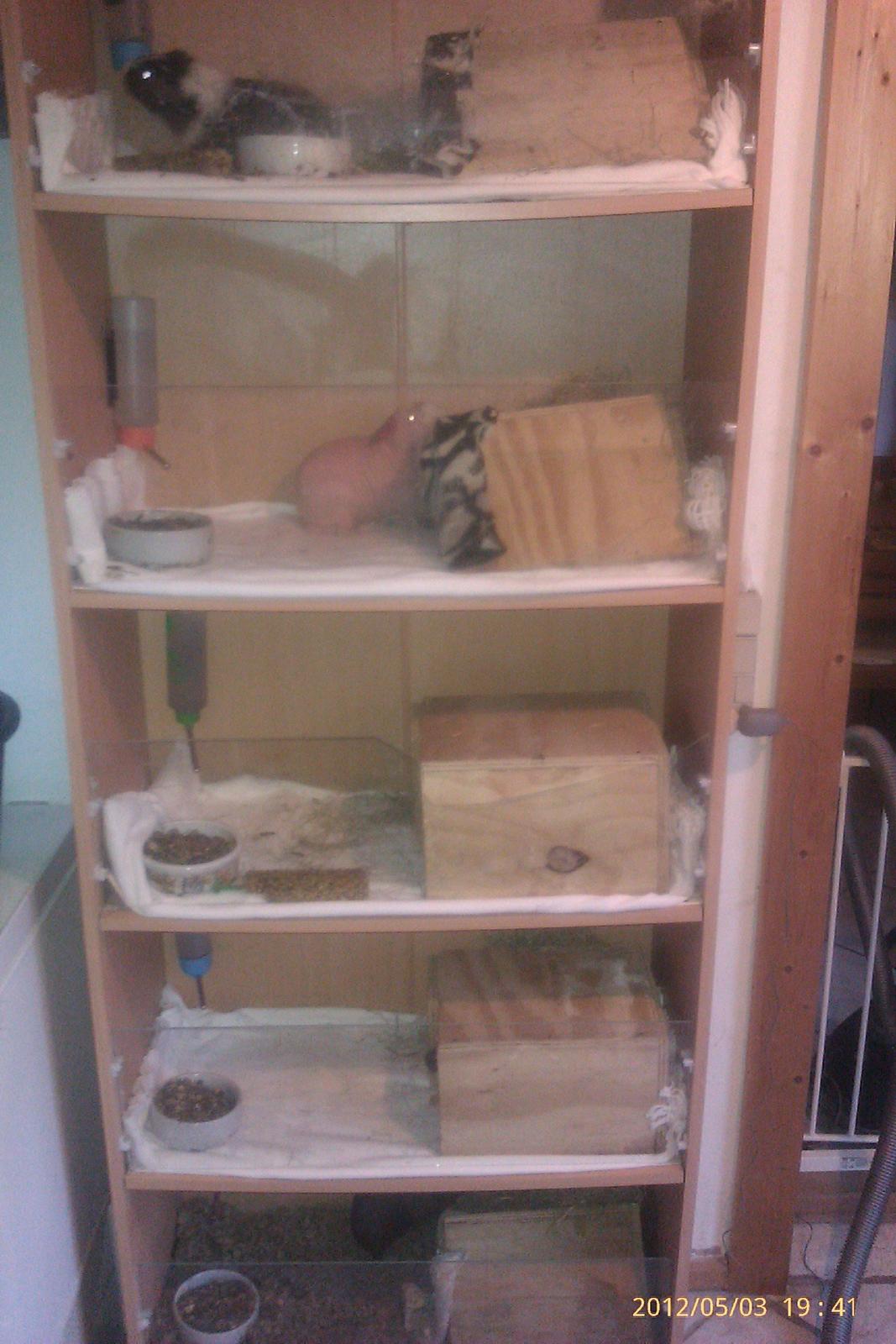 Marsvin Maonæse billede 9