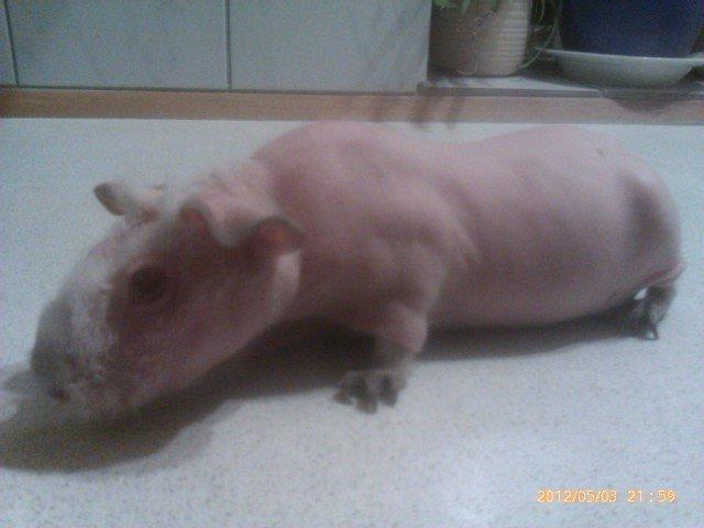 Marsvin Maonæse billede 10