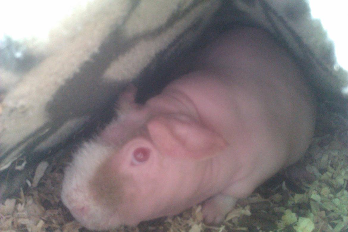 Marsvin Maonæse billede 11