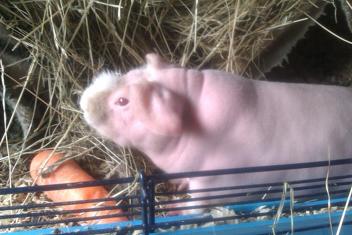 Marsvin Maonæse billede 12