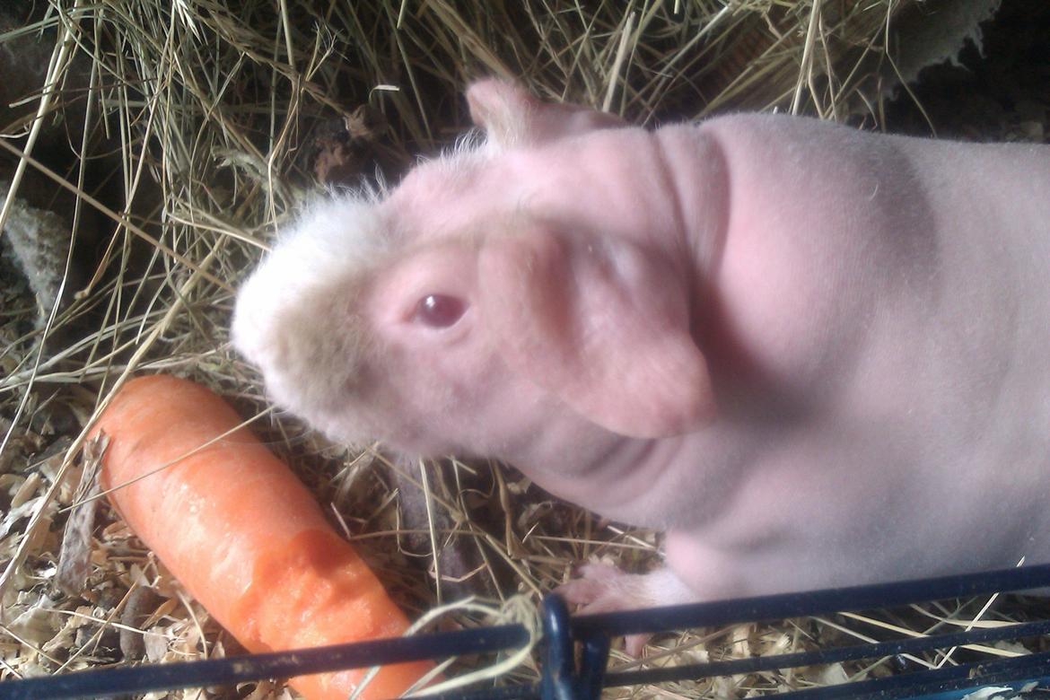 Marsvin Maonæse billede 13