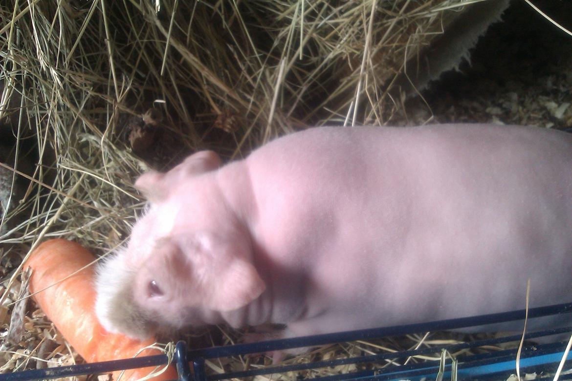 Marsvin Maonæse billede 14