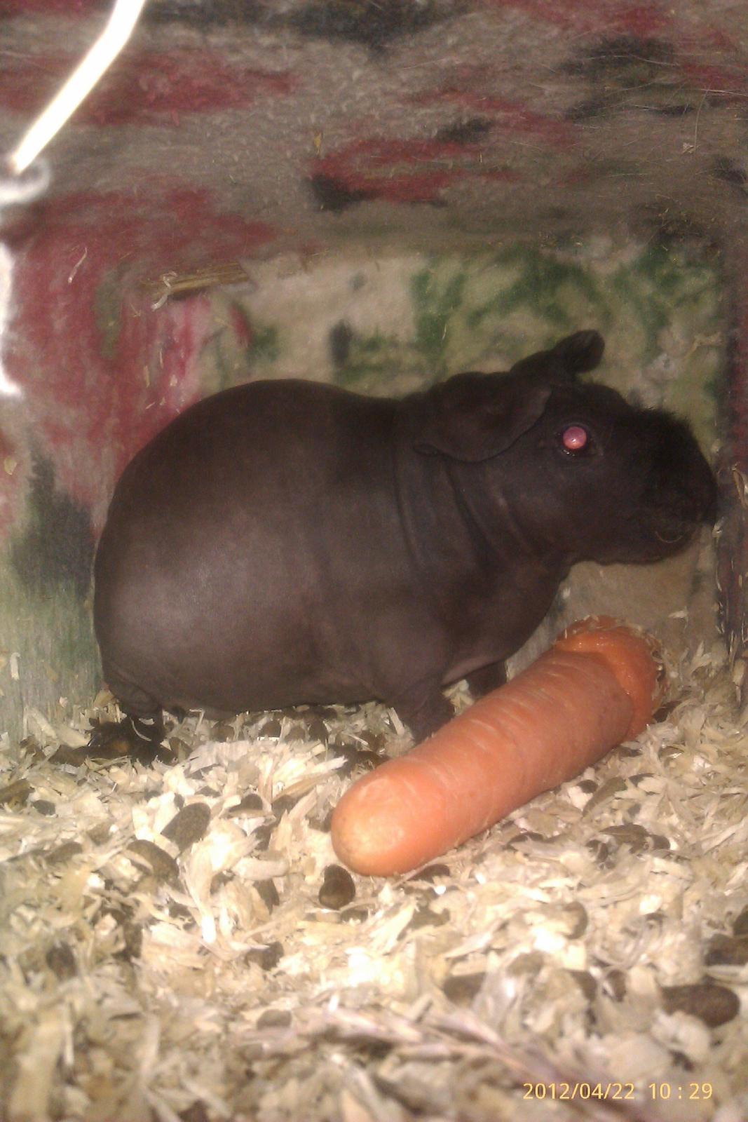 Marsvin Stamina billede 1