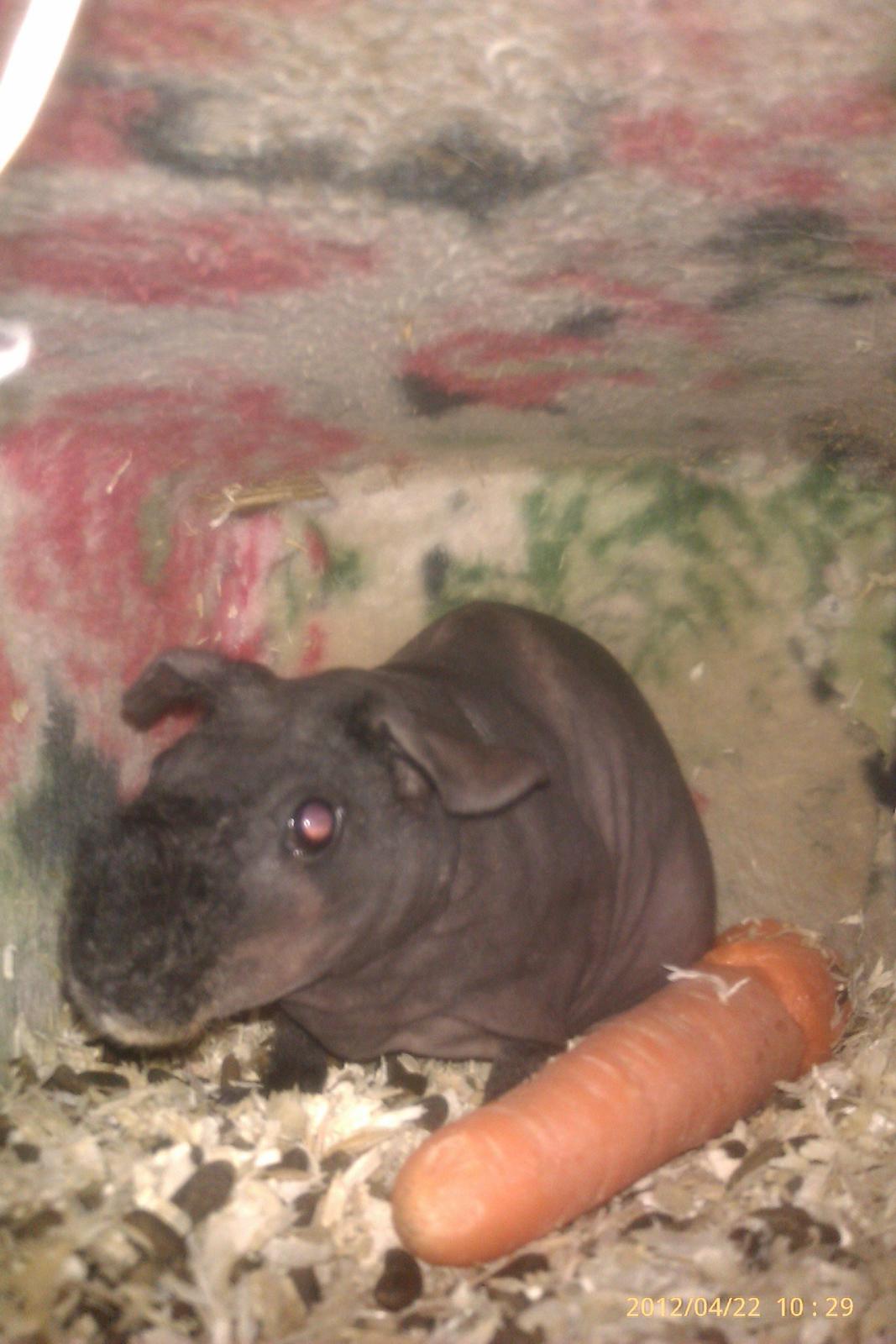 Marsvin Stamina billede 2