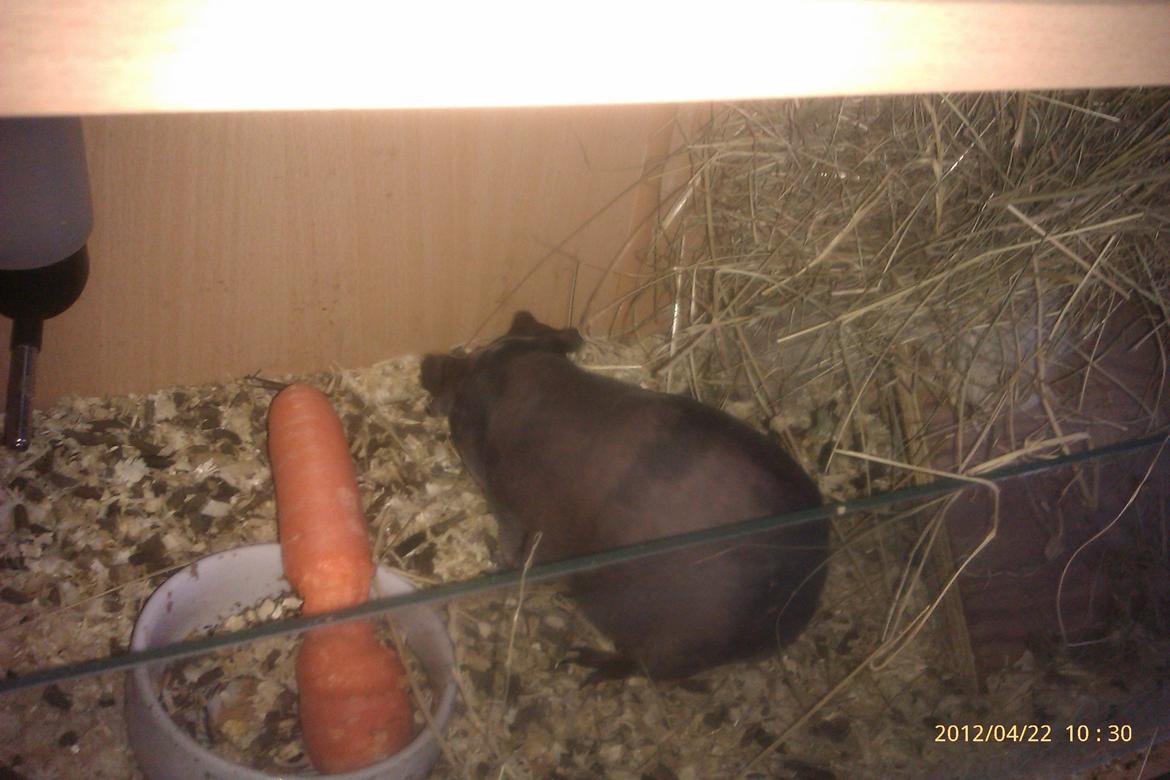 Marsvin Stamina billede 3