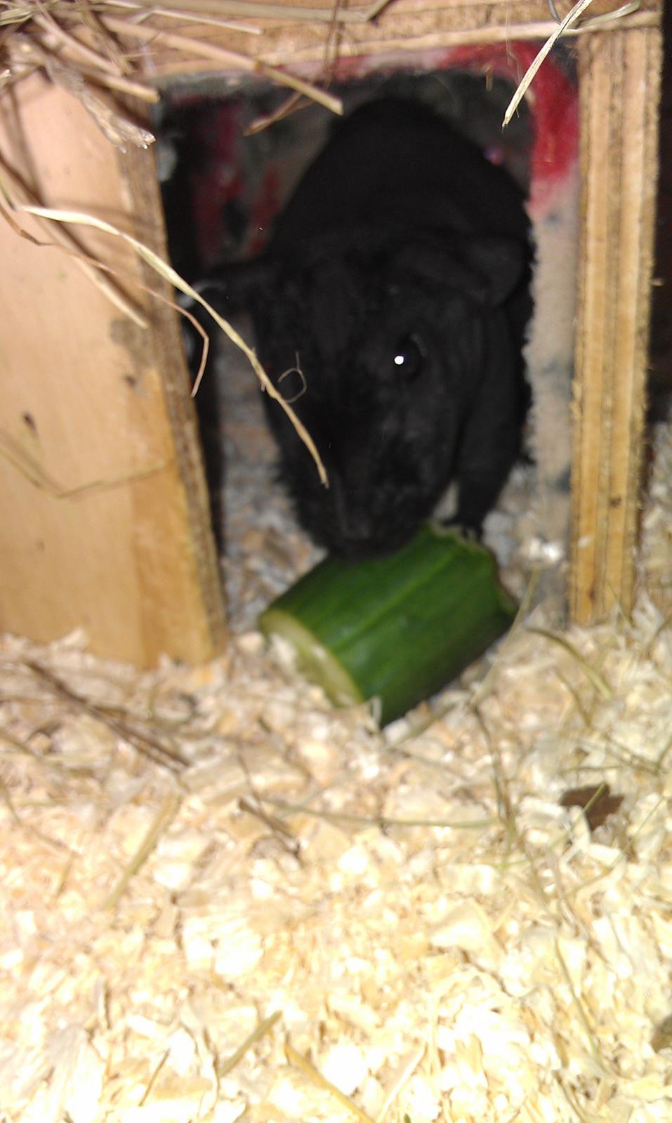 Marsvin Stamina billede 4