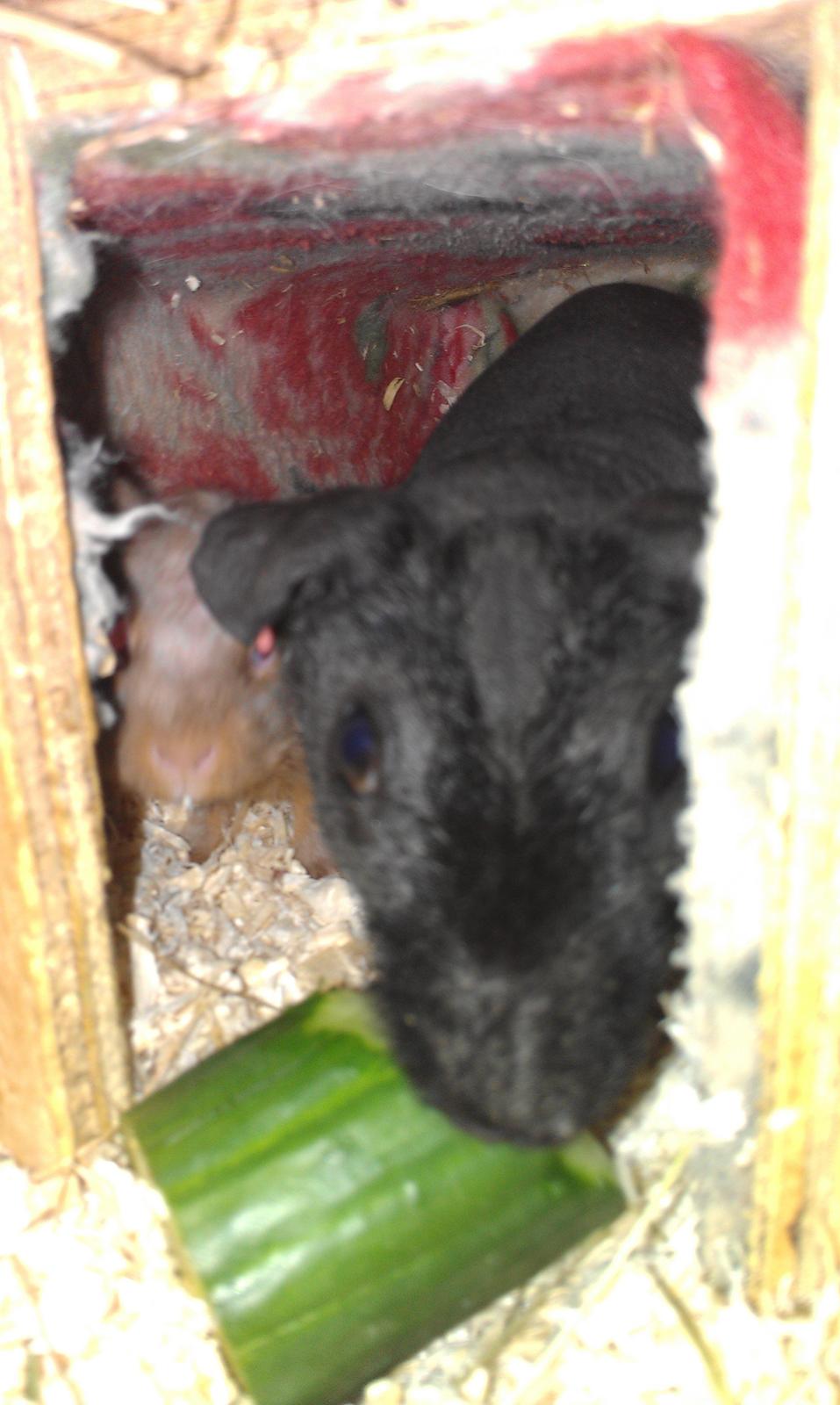 Marsvin Stamina billede 5