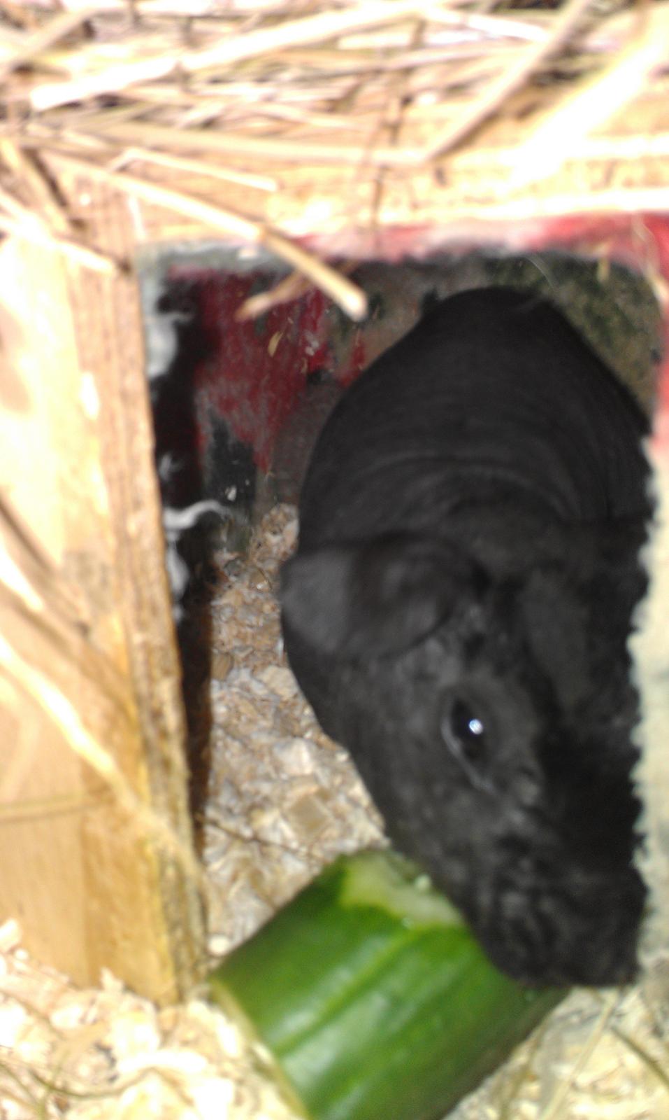 Marsvin Stamina billede 6