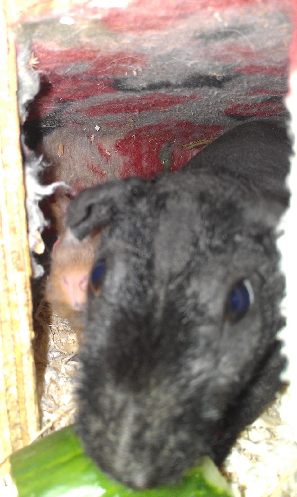 Marsvin Stamina billede 7