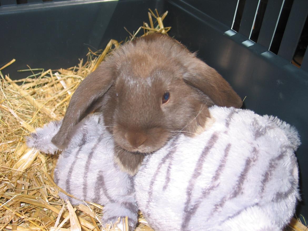 Kanin Coco (Chanel) Diva* - Hun elsker sin bamse, hun vasker den altid <3 billede 13