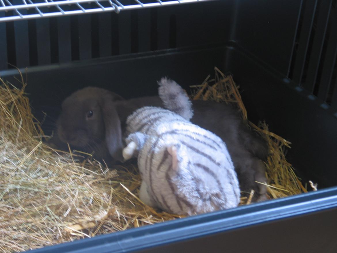 Kanin Coco (Chanel) Diva* billede 19