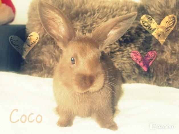 Kanin Coco (Chanel) Diva* billede 12