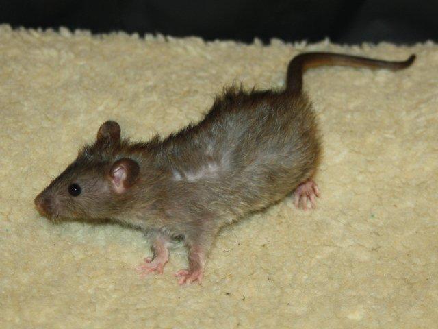 Tamrotte Alenya's The Maze billede 1