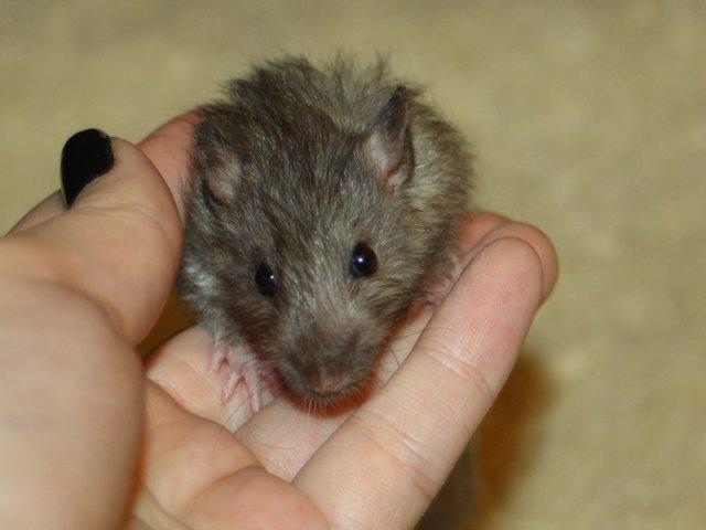 Tamrotte Alenya's The Maze billede 2