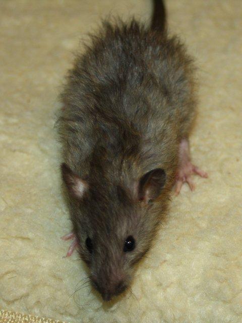 Tamrotte Alenya's The Maze billede 3