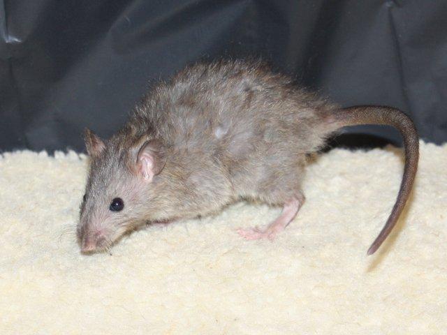 Tamrotte Alenya's The Maze billede 4