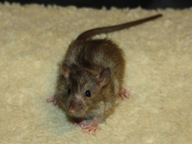 Tamrotte Alenya's The Maze billede 5