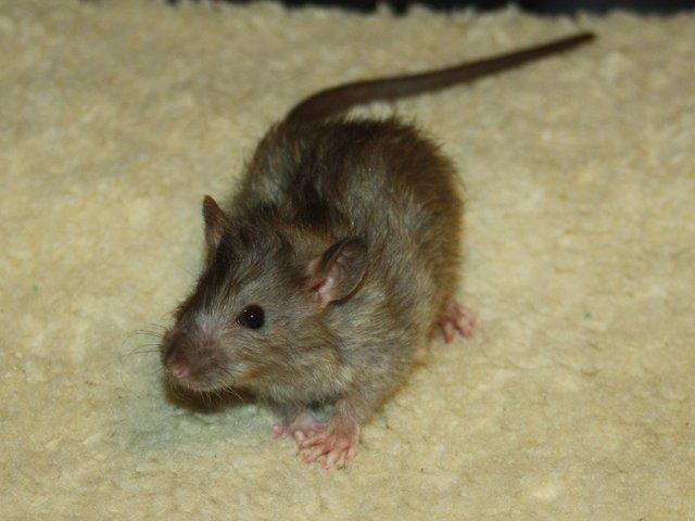 Tamrotte Alenya's The Maze billede 6