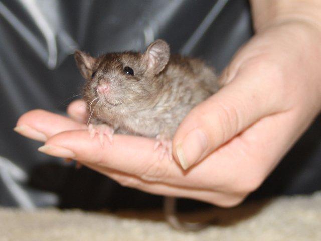 Tamrotte Alenya's The Maze billede 7