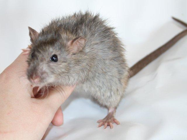 Tamrotte Alenya's The Maze billede 8