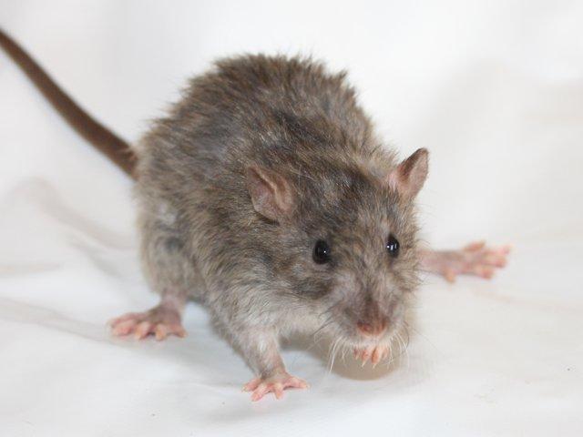 Tamrotte Alenya's The Maze billede 9