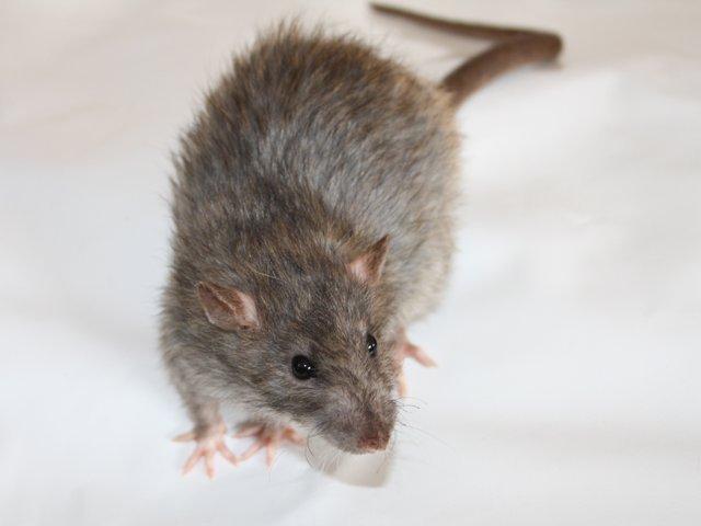 Tamrotte Alenya's The Maze billede 10