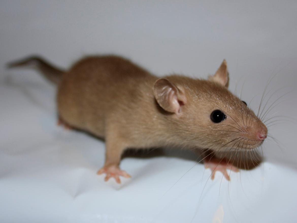 Tamrotte Alenya's Peter Plys billede 1