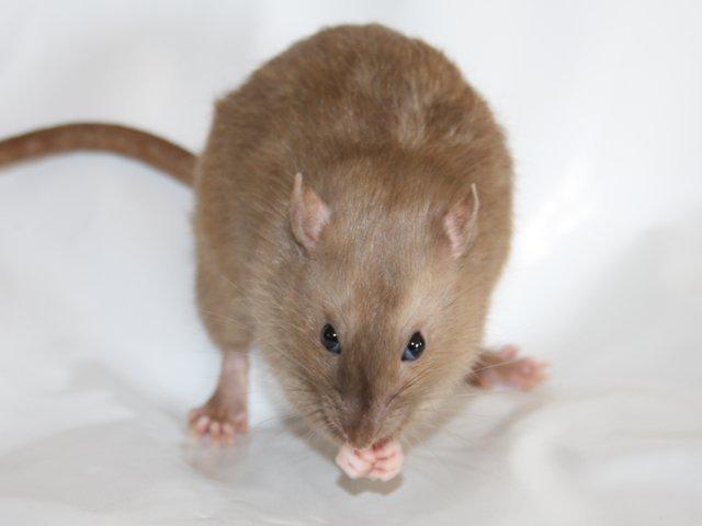 Tamrotte Alenya's Peter Plys billede 2