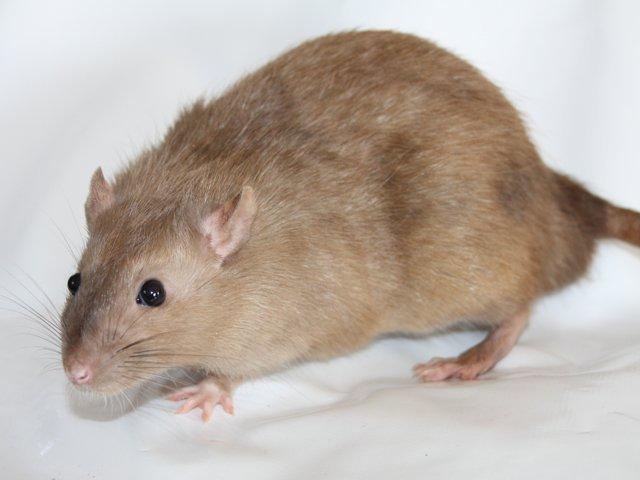 Tamrotte Alenya's Peter Plys billede 3