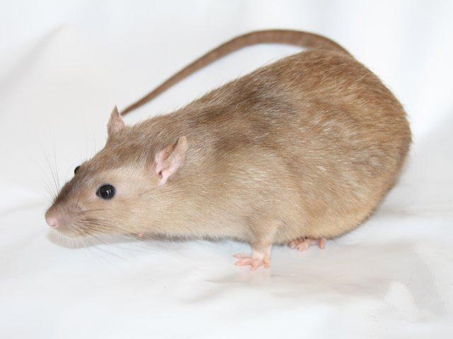 Tamrotte Alenya's Peter Plys billede 7