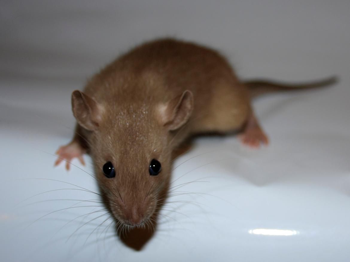 Tamrotte Alenya's Peter Plys billede 8