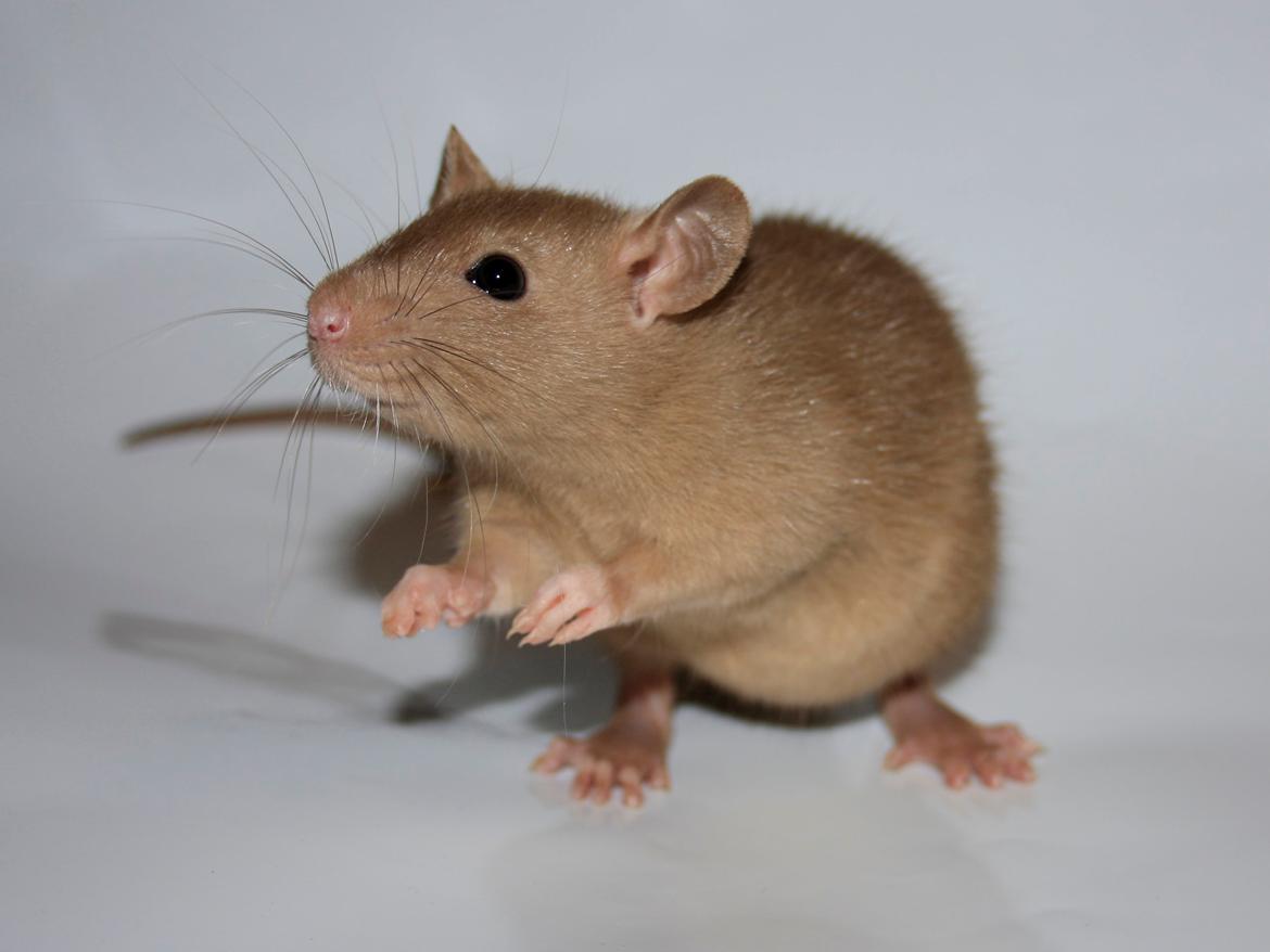 Tamrotte Alenya's Peter Plys billede 9